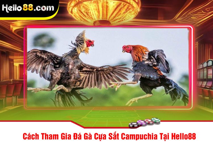 Cách Tham Gia Đá Gà Cựa Sắt Campuchia Tại Hello88