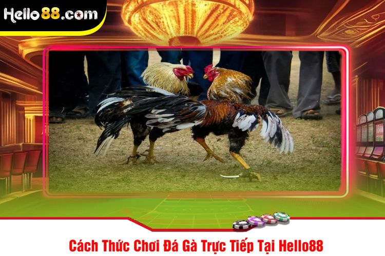 Cách Thức Chơi Đá Gà Trực Tiếp Tại Hello88