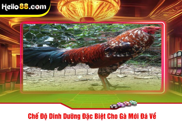 Chế Độ Dinh Dưỡng Đặc Biệt Cho Gà Mới Đá Về