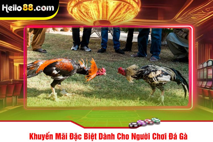 Khuyến Mãi Đặc Biệt Dành Cho Người Chơi Đá Gà