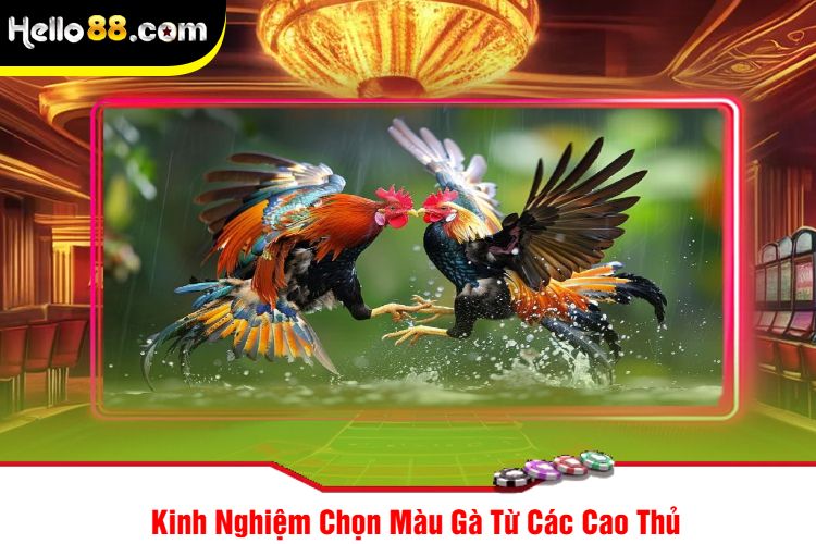 Kinh Nghiệm Chọn Màu Gà Từ Các Cao Thủ