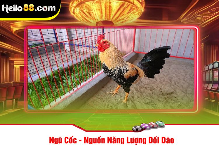 Ngũ Cốc - Nguồn Năng Lượng Dồi Dào