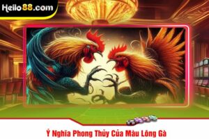 Ý Nghĩa Phong Thủy Của Màu Lông Gà