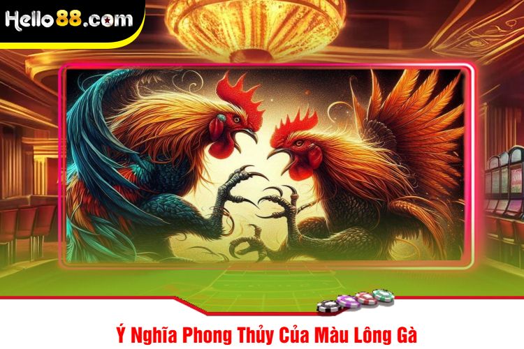 Ý Nghĩa Phong Thủy Của Màu Lông Gà