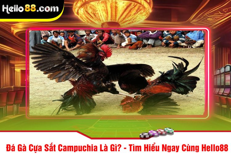 Đá Gà Cựa Sắt Campuchia Là Gì? - Tìm Hiểu Ngay Cùng Hello88