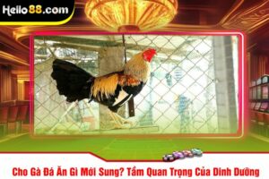 Cho Gà Đá Ăn Gì Mới Sung? Tầm Quan Trọng Của Dinh Dưỡng