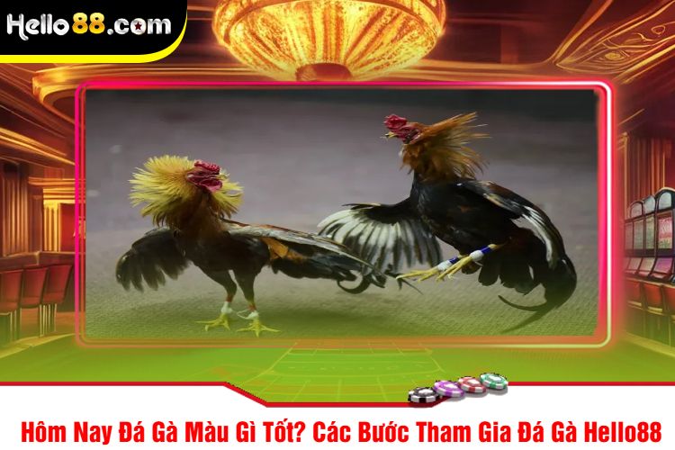 Hôm Nay Đá Gà Màu Gì Tốt? Các Bước Tham Gia Đá Gà Hello88