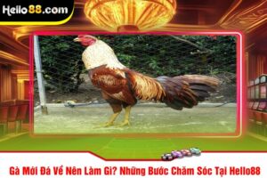 Gà Mới Đá Về Nên Làm Gì? Những Bước Chăm Sóc Tại Hello88